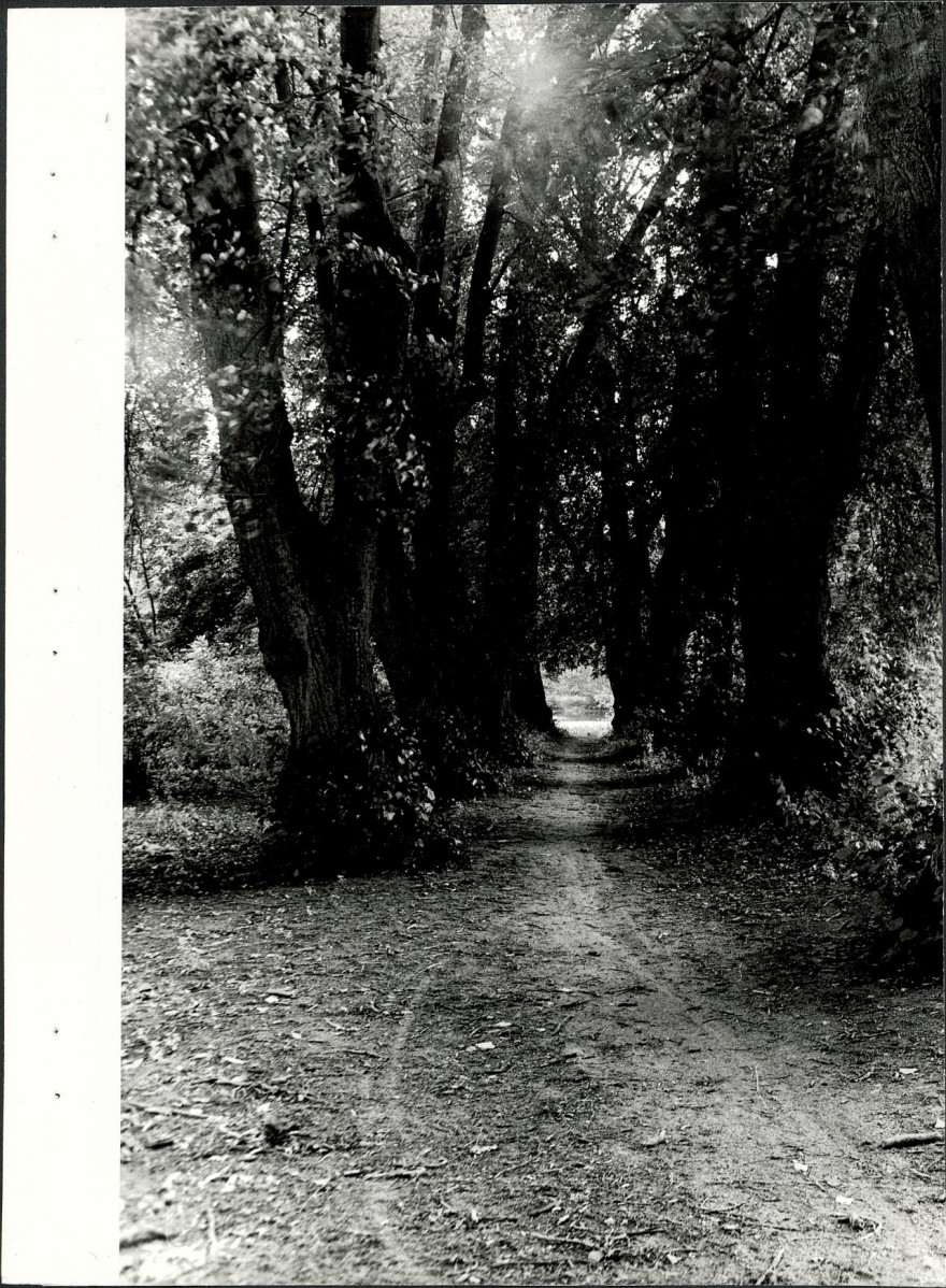 Ewidencja parkowa, skan nr 21