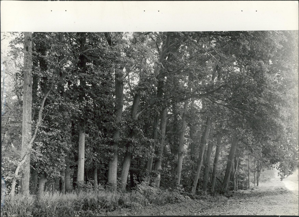 Ewidencja parkowa, skan nr 32