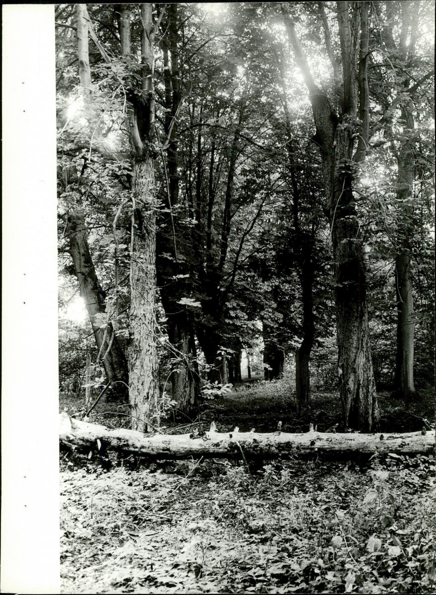 Ewidencja parkowa, skan nr 23