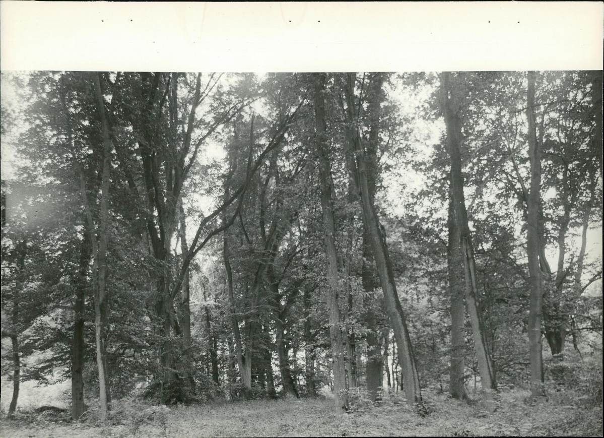 Ewidencja parkowa, skan nr 34