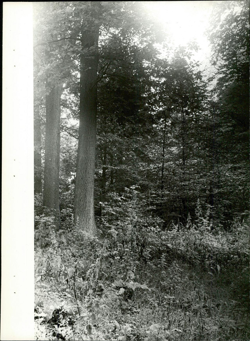 Ewidencja parkowa, skan nr 25