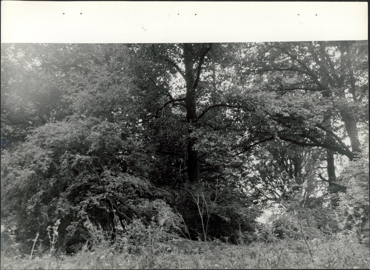 Ewidencja parkowa, skan nr 38