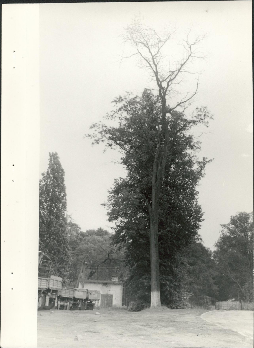 Ewidencja parkowa, skan nr 42