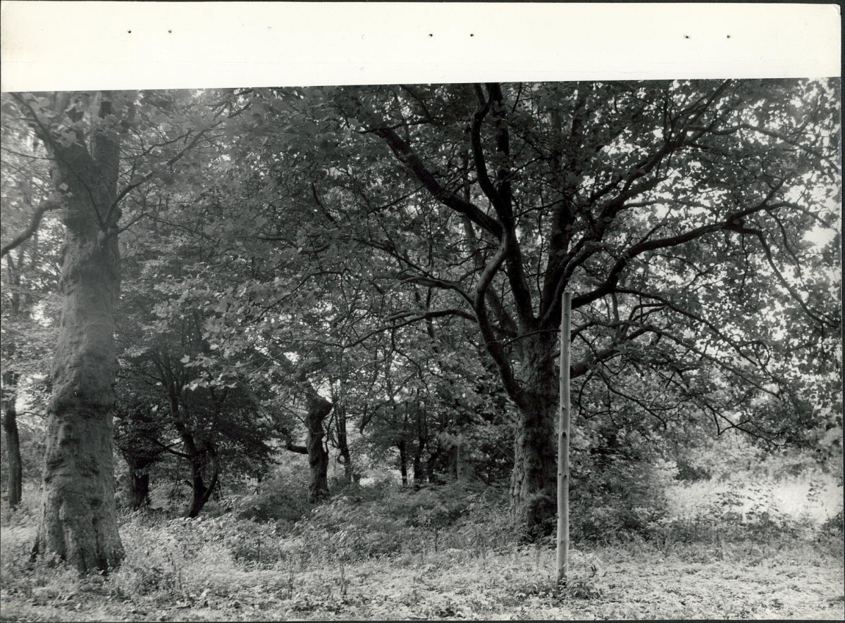 Ewidencja parkowa, skan nr 28