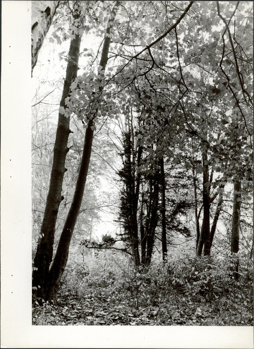 Ewidencja parkowa, skan nr 34