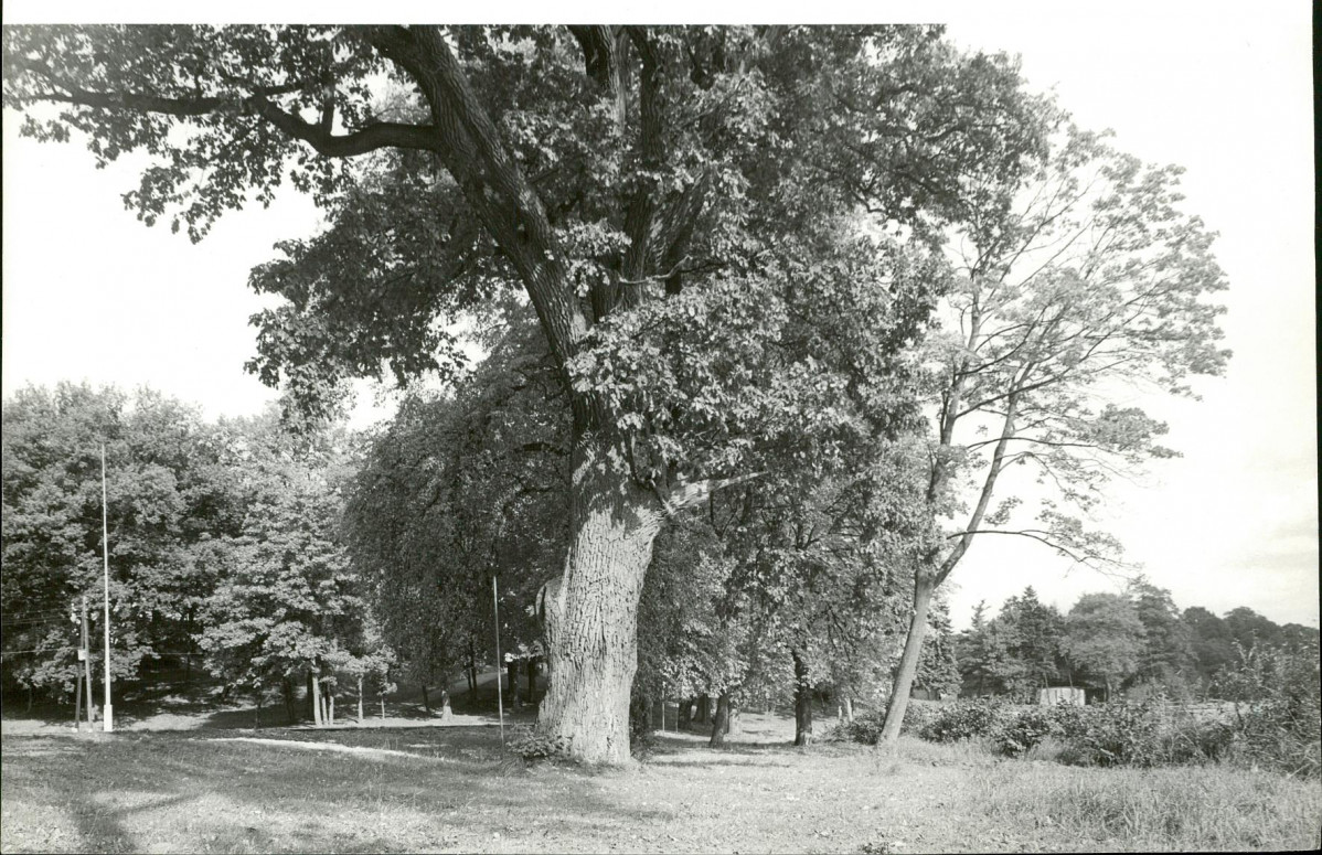 Ewidencja parkowa, skan nr 30