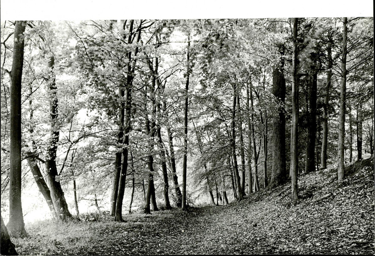 Ewidencja parkowa, skan nr 40