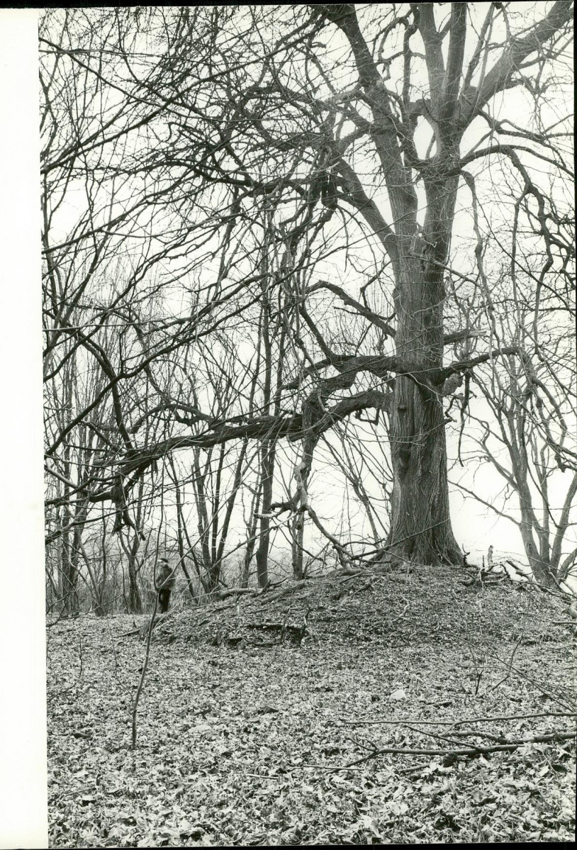 Ewidencja parkowa, skan nr 24
