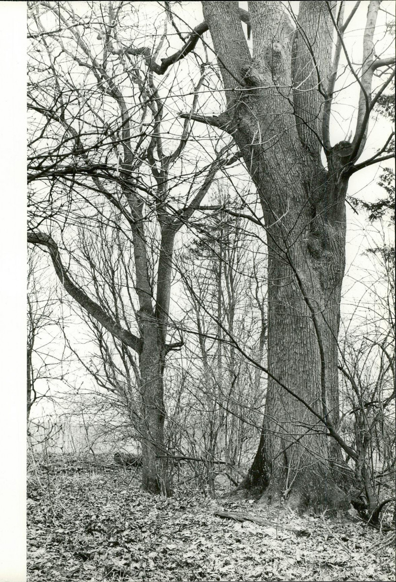 Ewidencja parkowa, skan nr 26