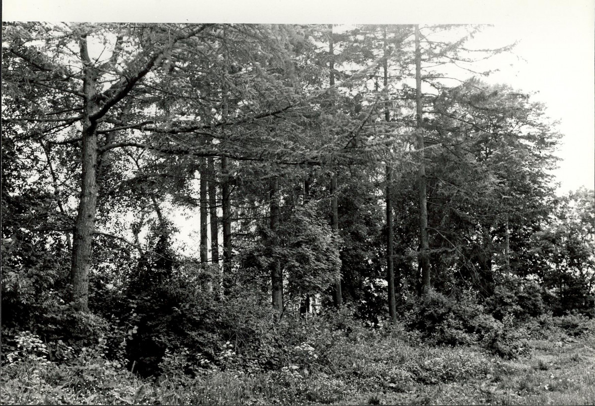Ewidencja parkowa, skan nr 25