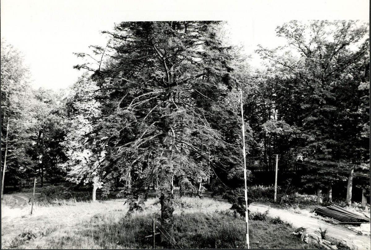 EP - Ewidencja parkowa, skan nr 24