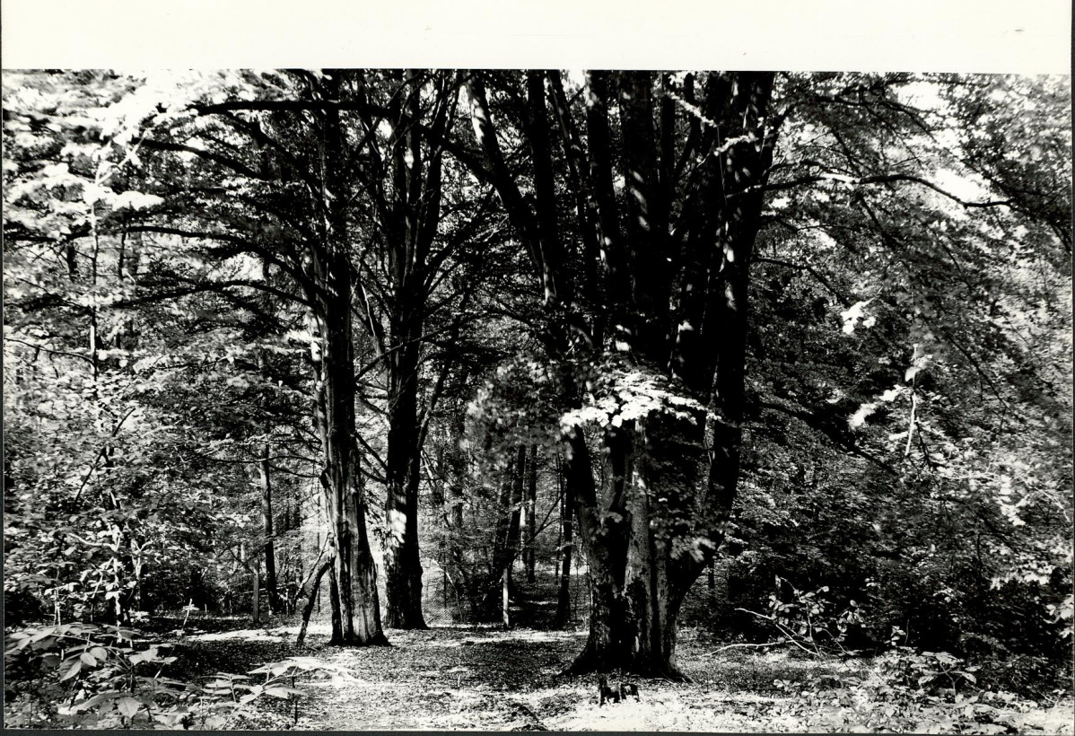 EP - Ewidencja parkowa, skan nr 28