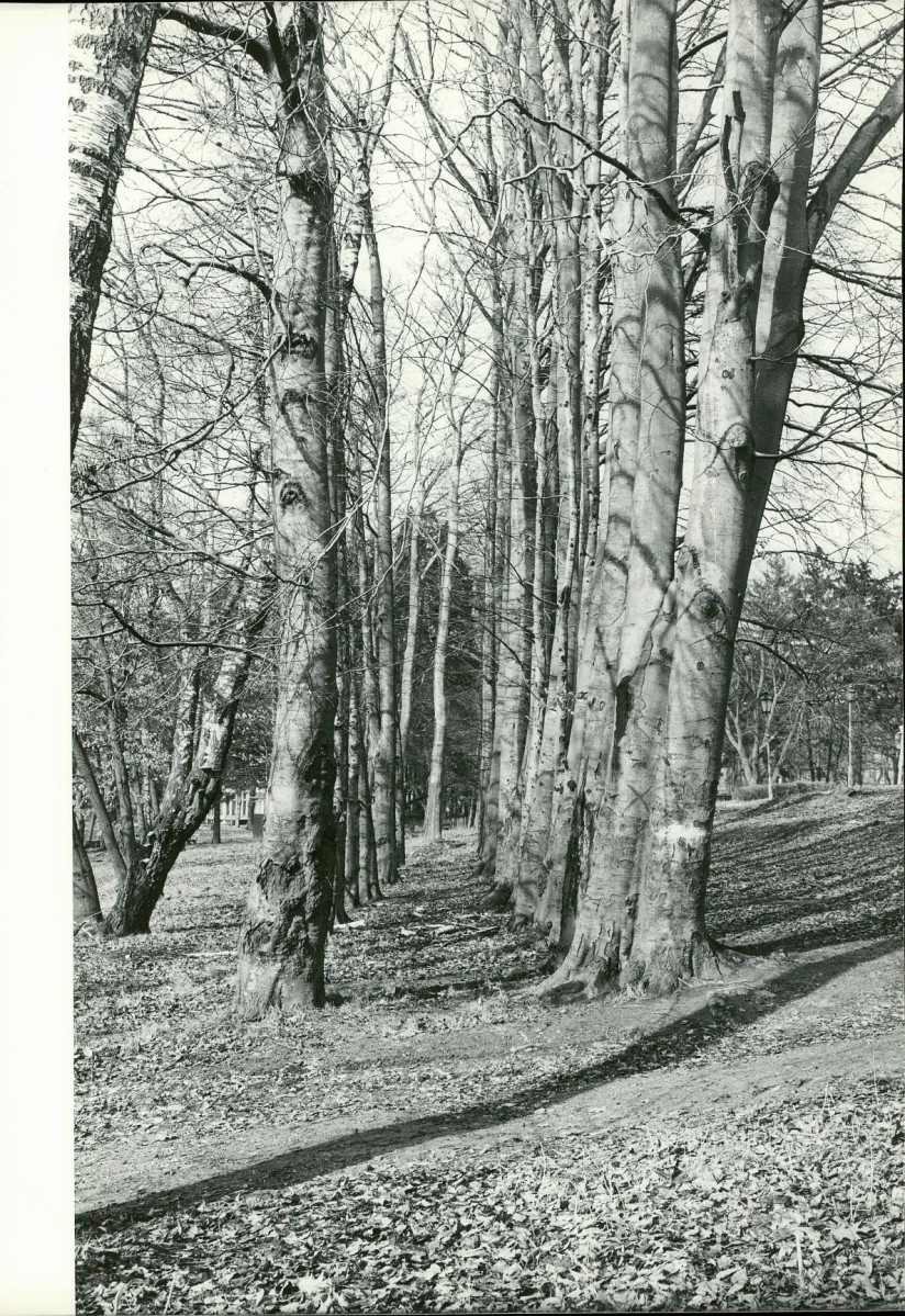 Ewidencja parkowa, skan nr 31