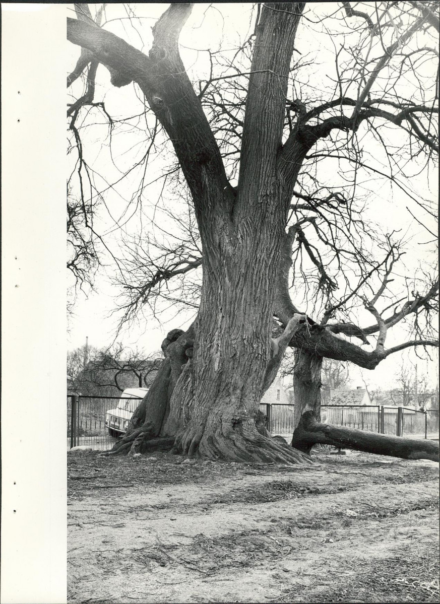 EP - Ewidencja parkowa, skan nr 29