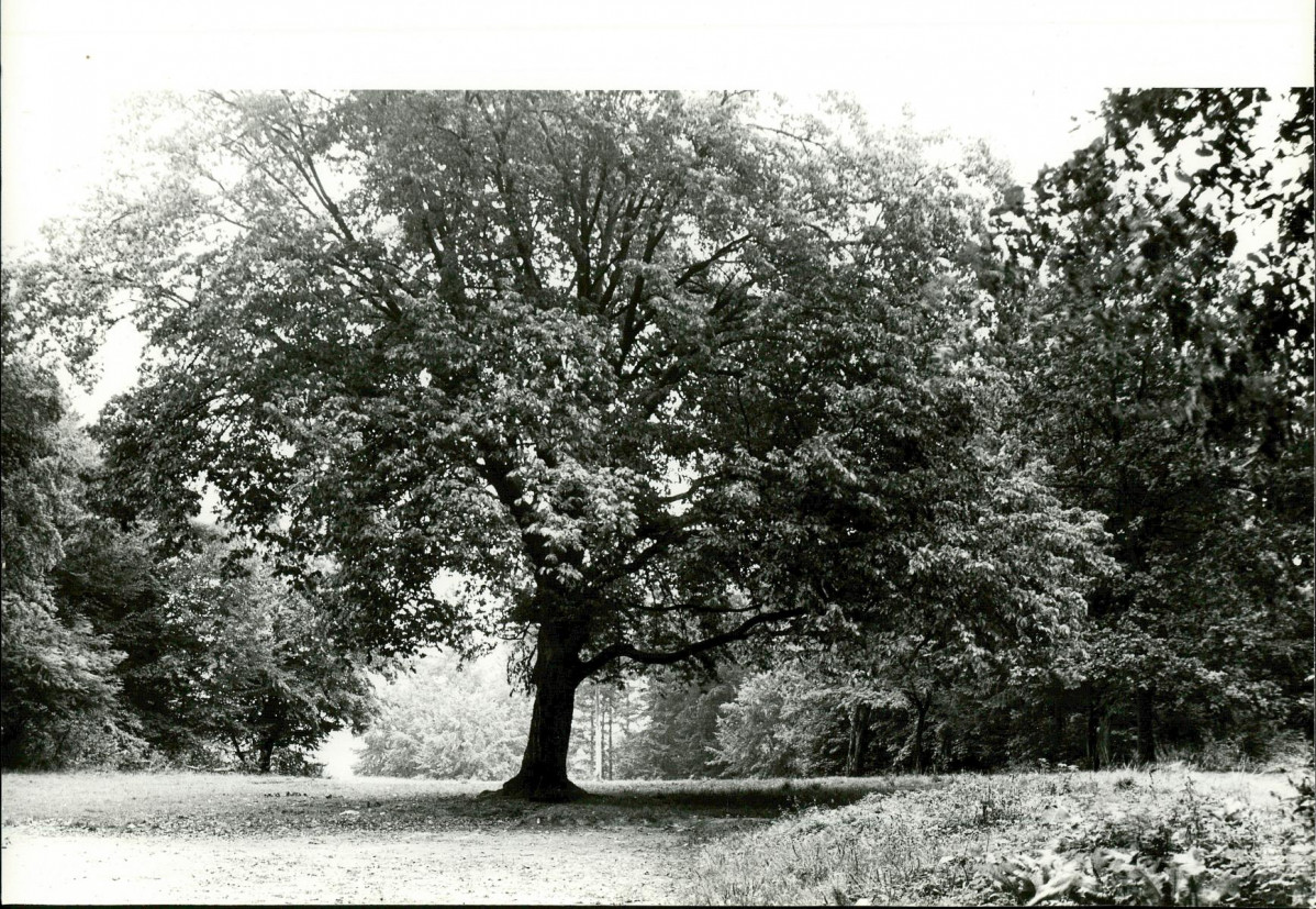 Ewidencja parkowa, skan nr 31
