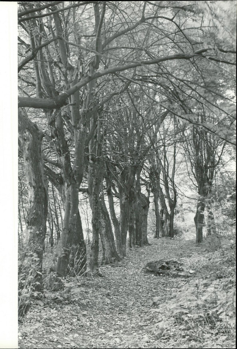 Ewidencja parkowa, skan nr 33