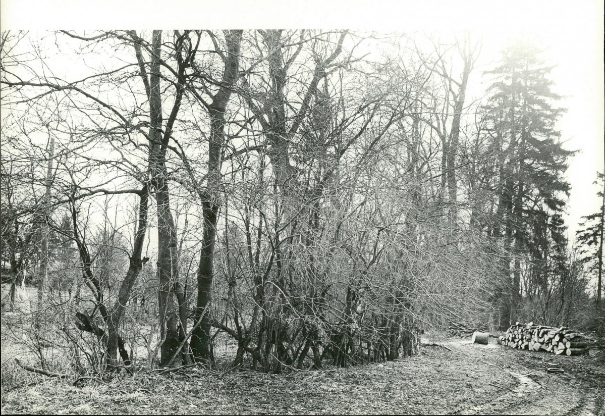 Ewidencja parkowa, skan nr 21