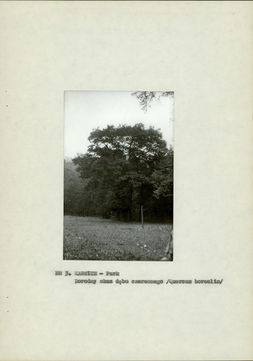 Ewidencja parkowa, skan nr 11