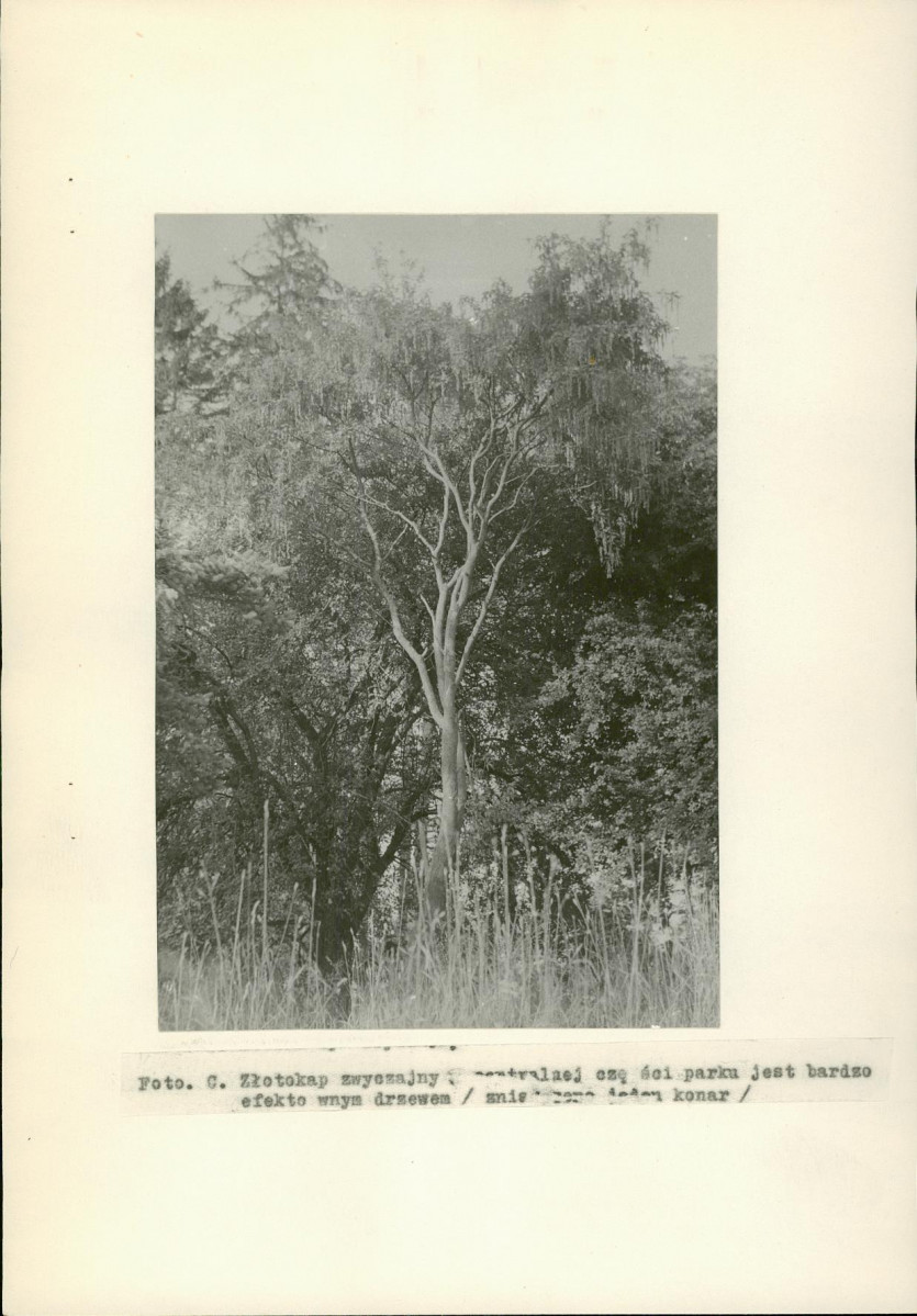 EP - Ewidencja parkowa, skan nr 15