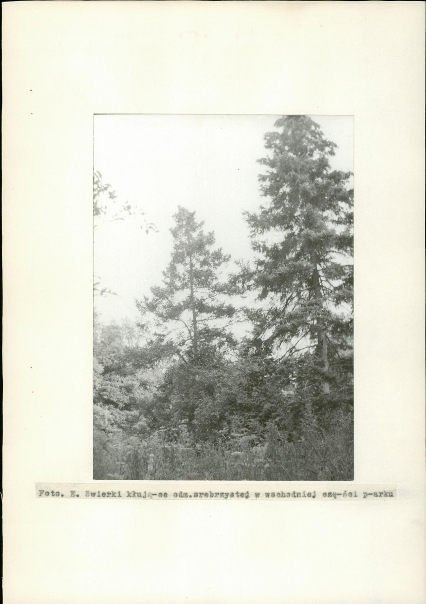 EP - Ewidencja parkowa, skan nr 17