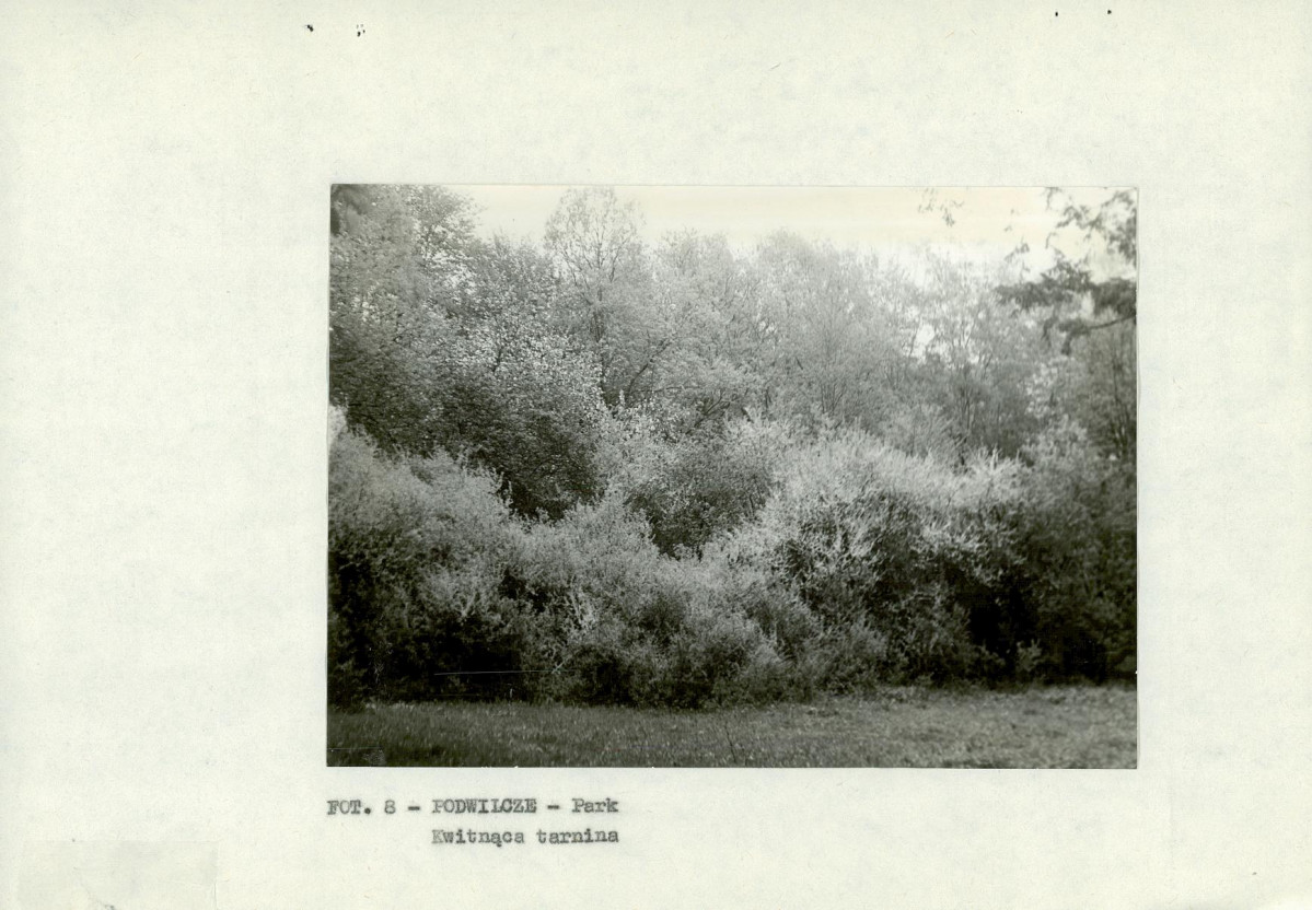 Ewidencja parkowa, skan nr 17