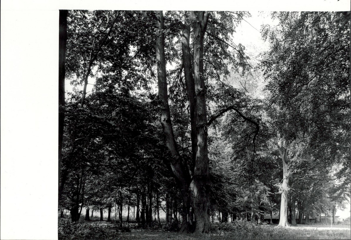 Ewidencja parkowa, skan nr 18