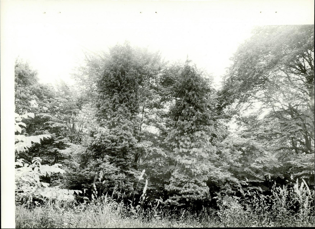 Ewidencja parkowa, skan nr 21