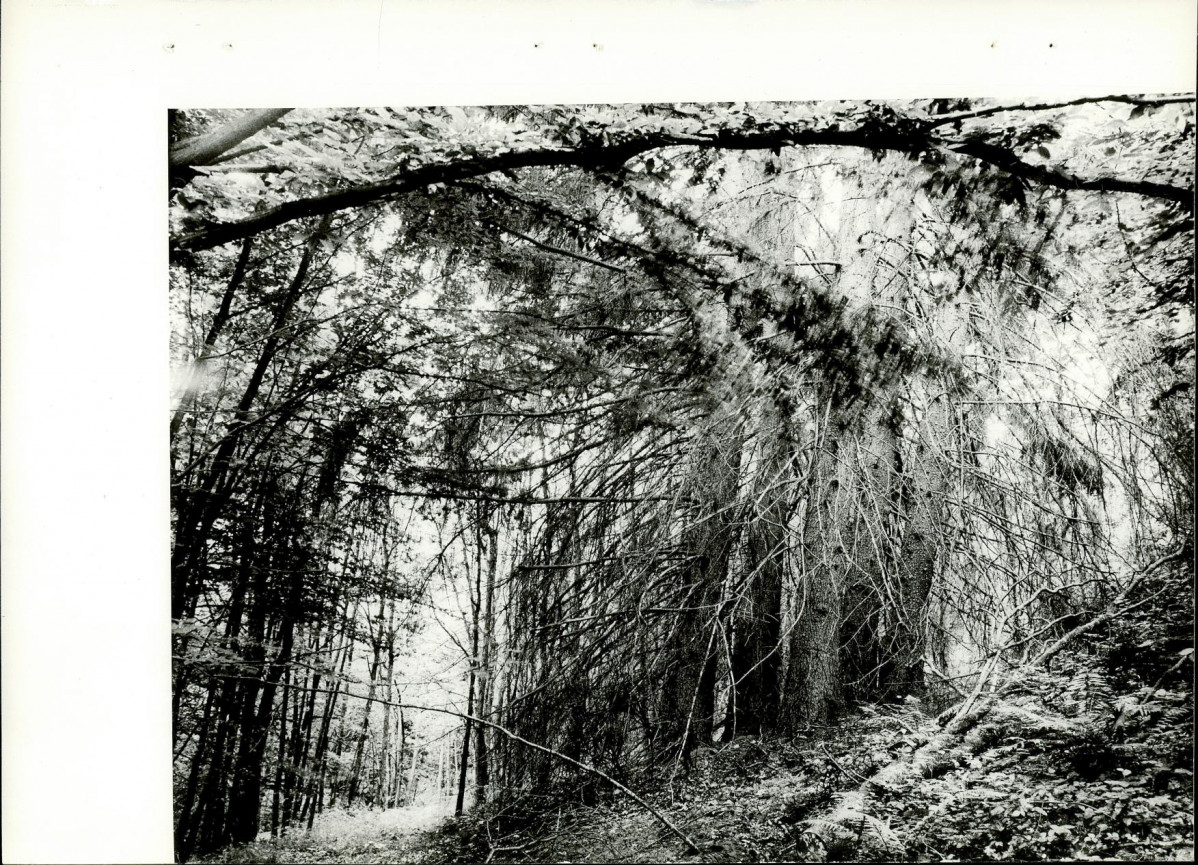 Ewidencja parkowa, skan nr 23