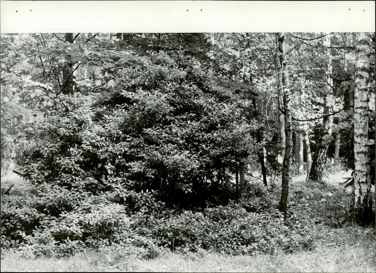 Ewidencja parkowa, skan nr 22