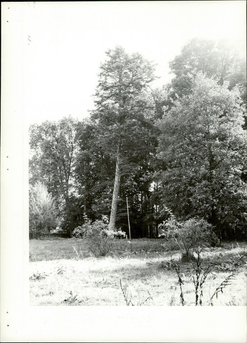 Ewidencja parkowa, skan nr 24