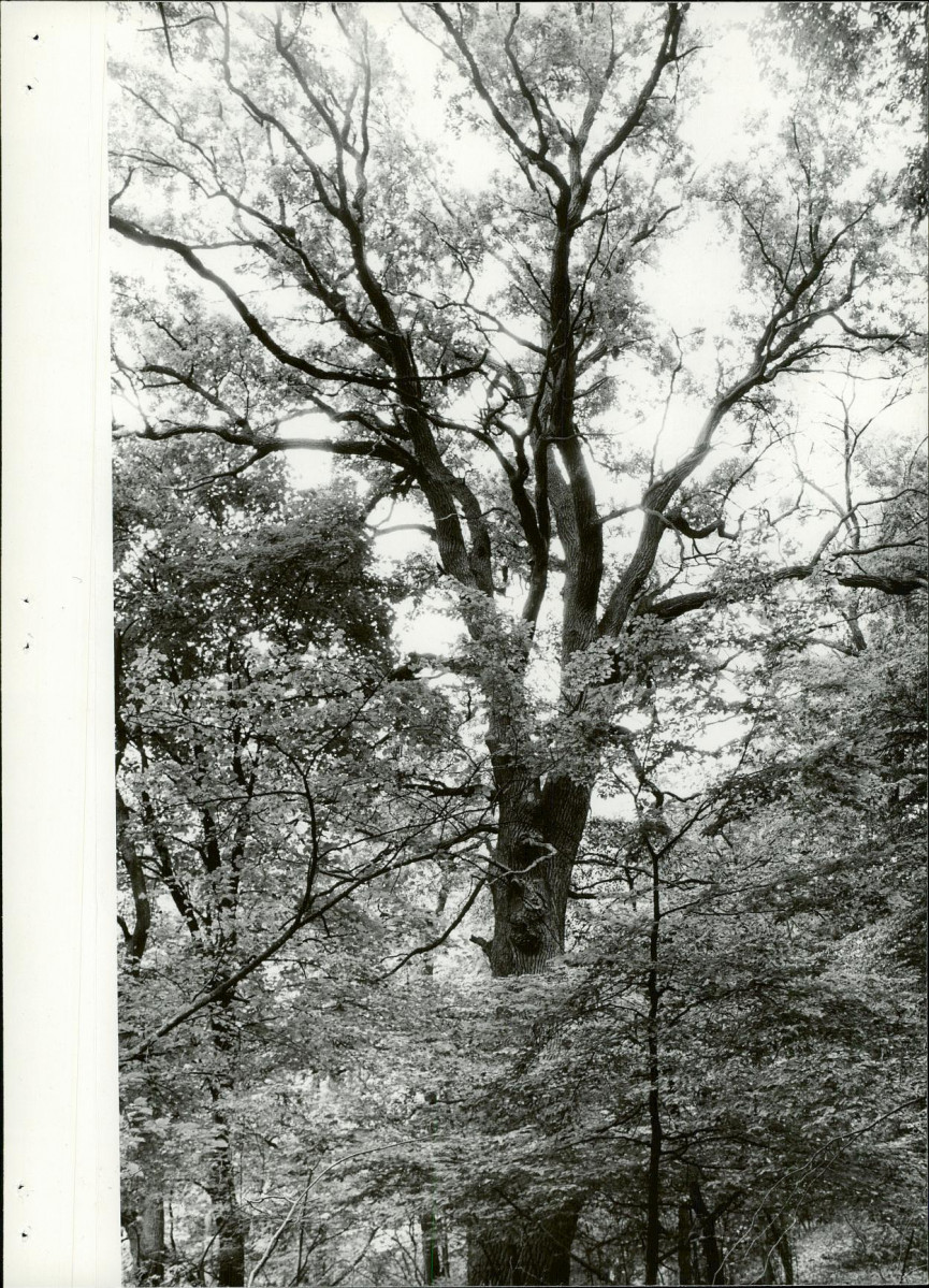 Ewidencja parkowa, skan nr 36