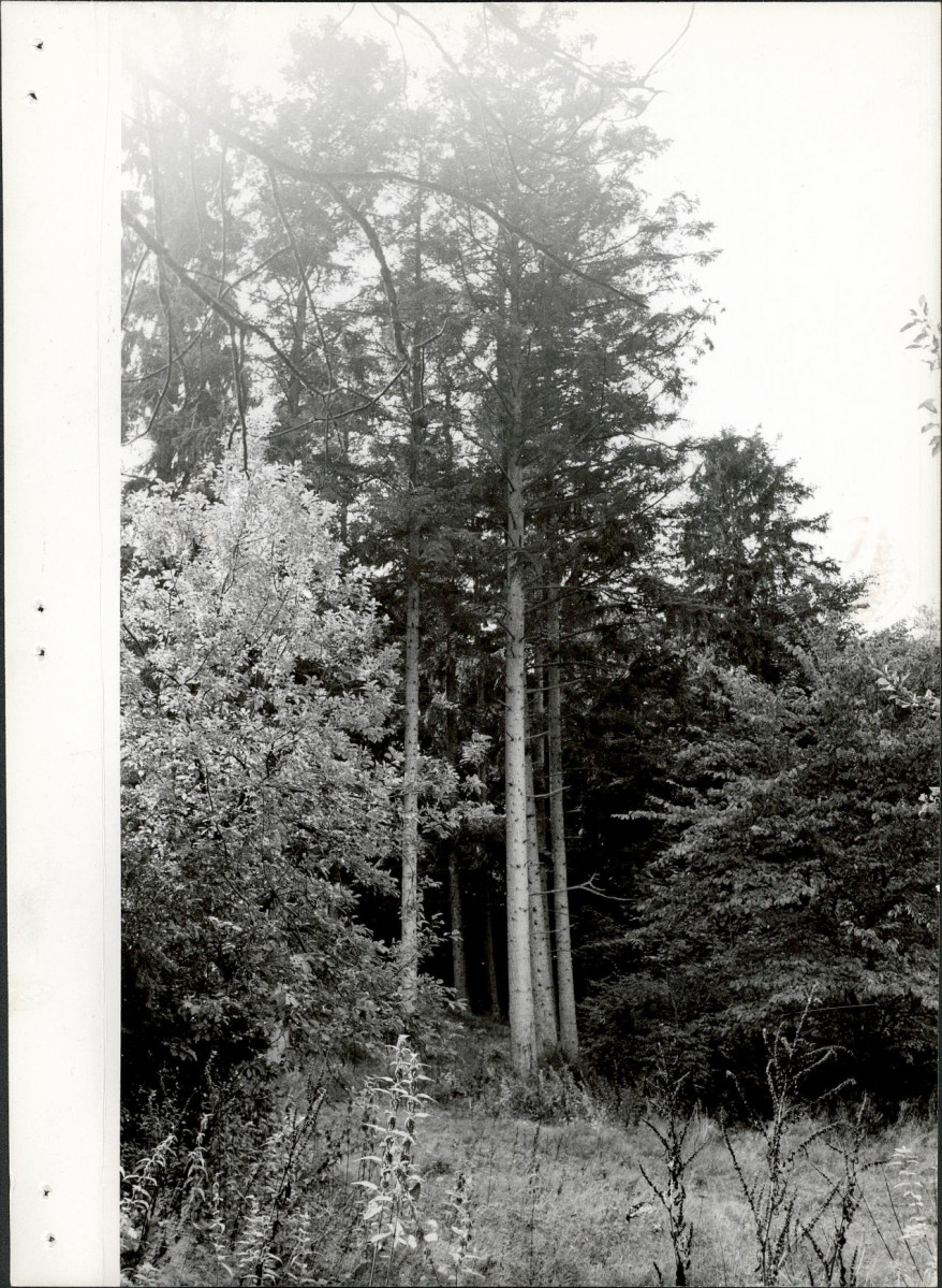 Ewidencja parkowa, skan nr 40