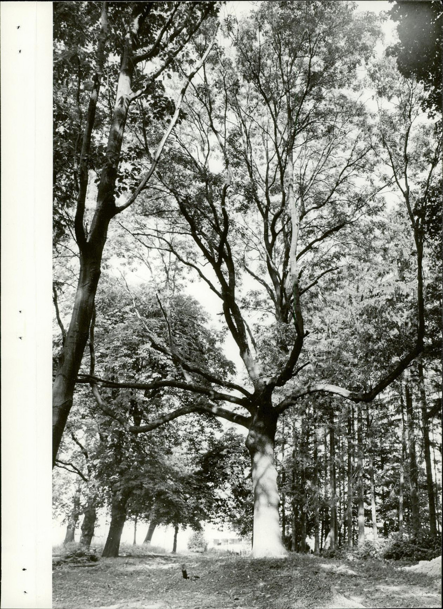 Ewidencja parkowa, skan nr 17