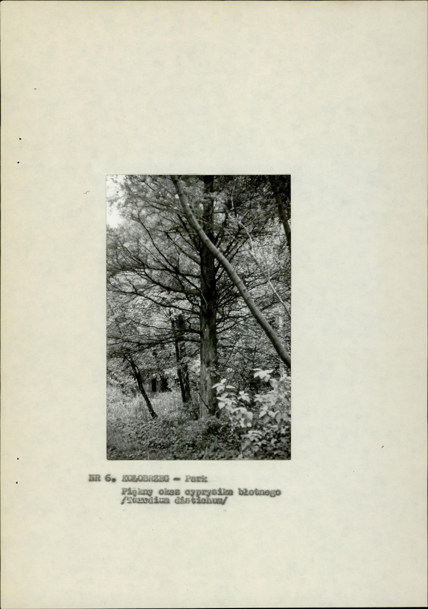 Ewidencja parkowa, skan nr 14