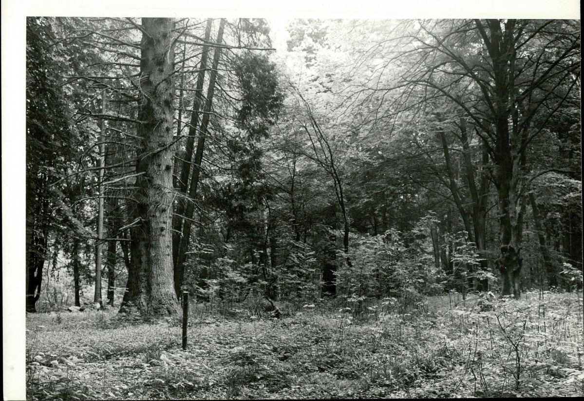 Ewidencja parkowa, skan nr 20