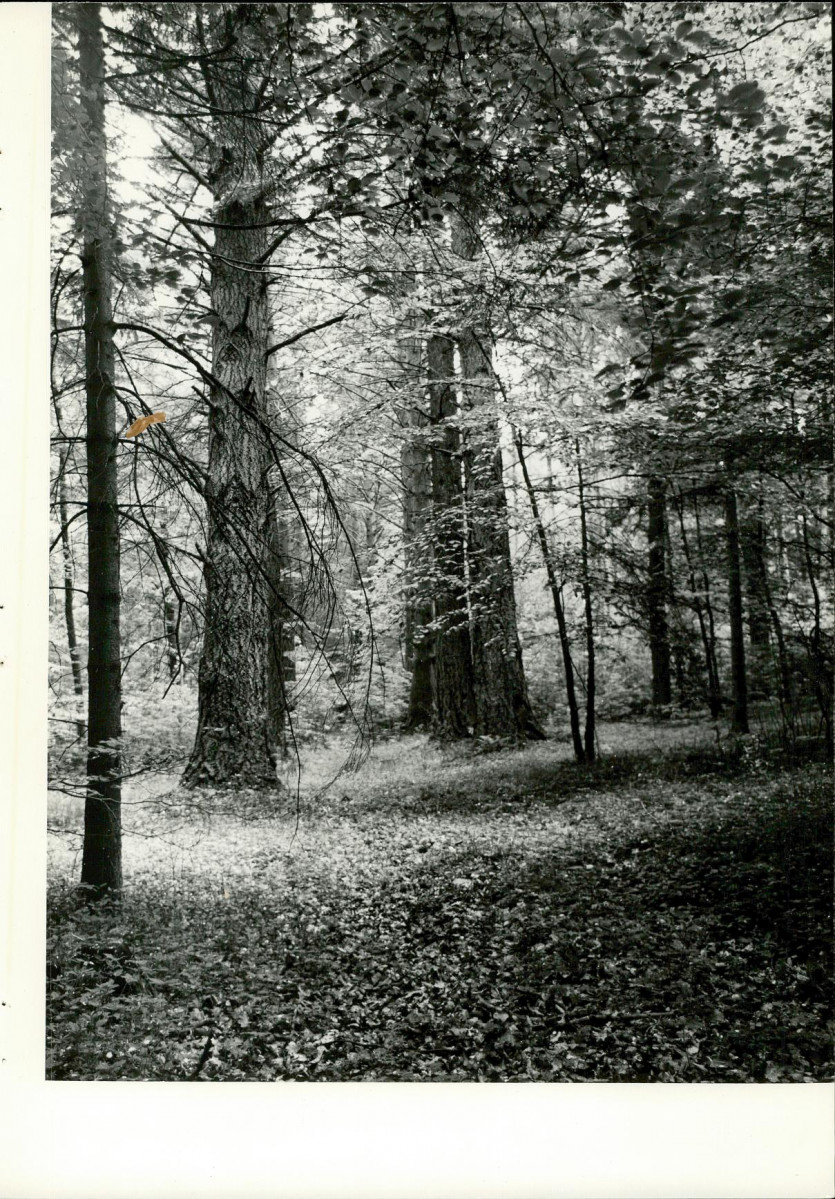 Ewidencja parkowa, skan nr 24