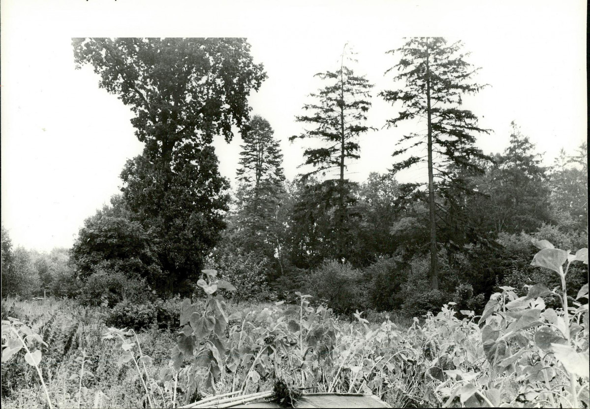 Ewidencja parkowa, skan nr 29