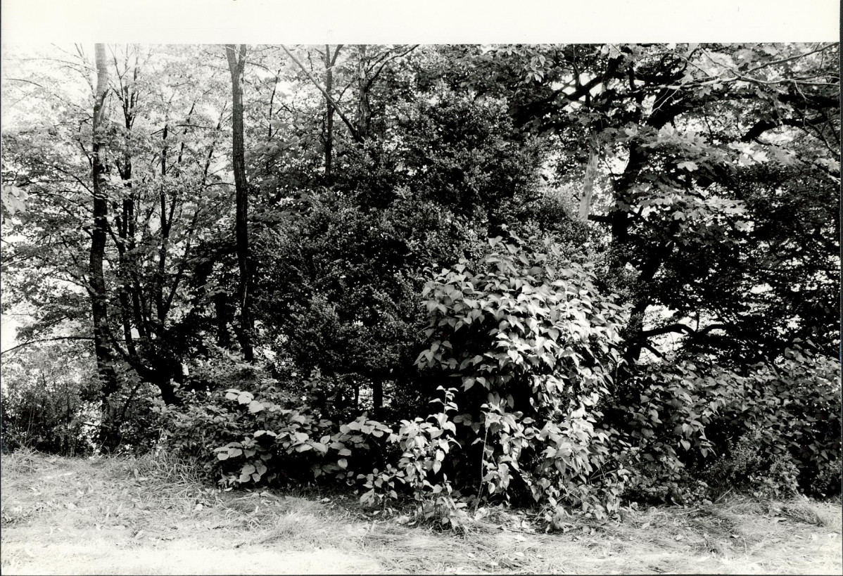 Ewidencja parkowa, skan nr 29