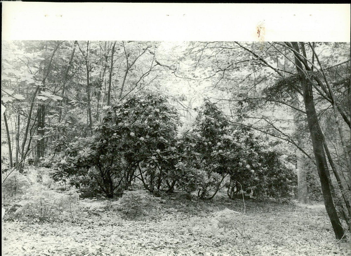 Ewidencja parkowa, skan nr 32