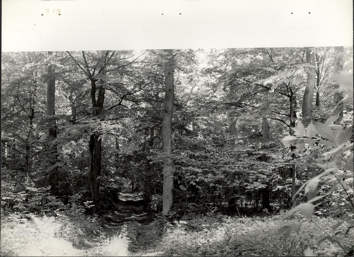Ewidencja parkowa, skan nr 23