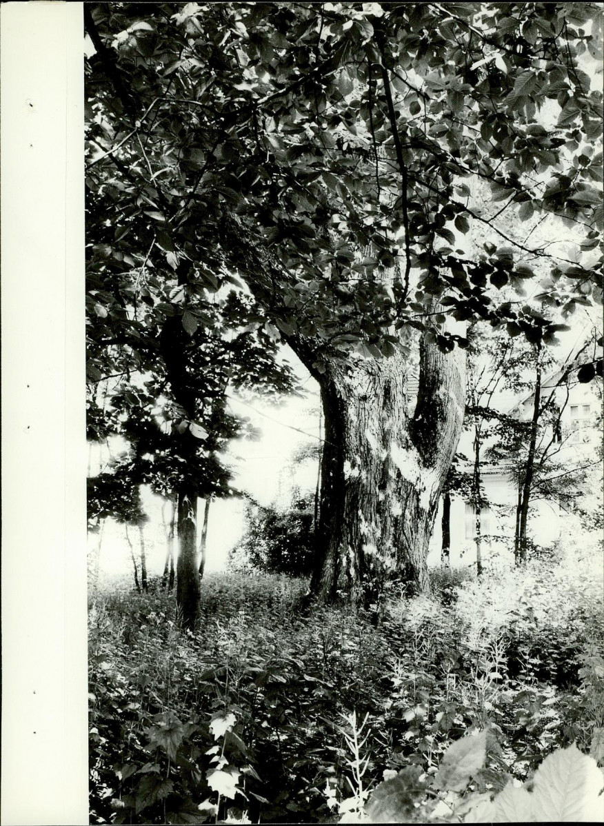 Ewidencja parkowa, skan nr 21