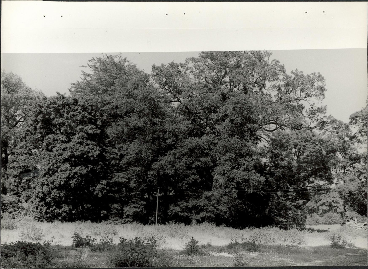 Ewidencja parkowa, skan nr 21