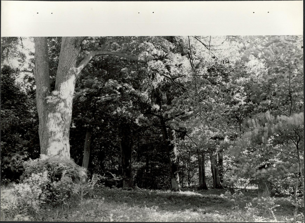 Ewidencja parkowa, skan nr 27