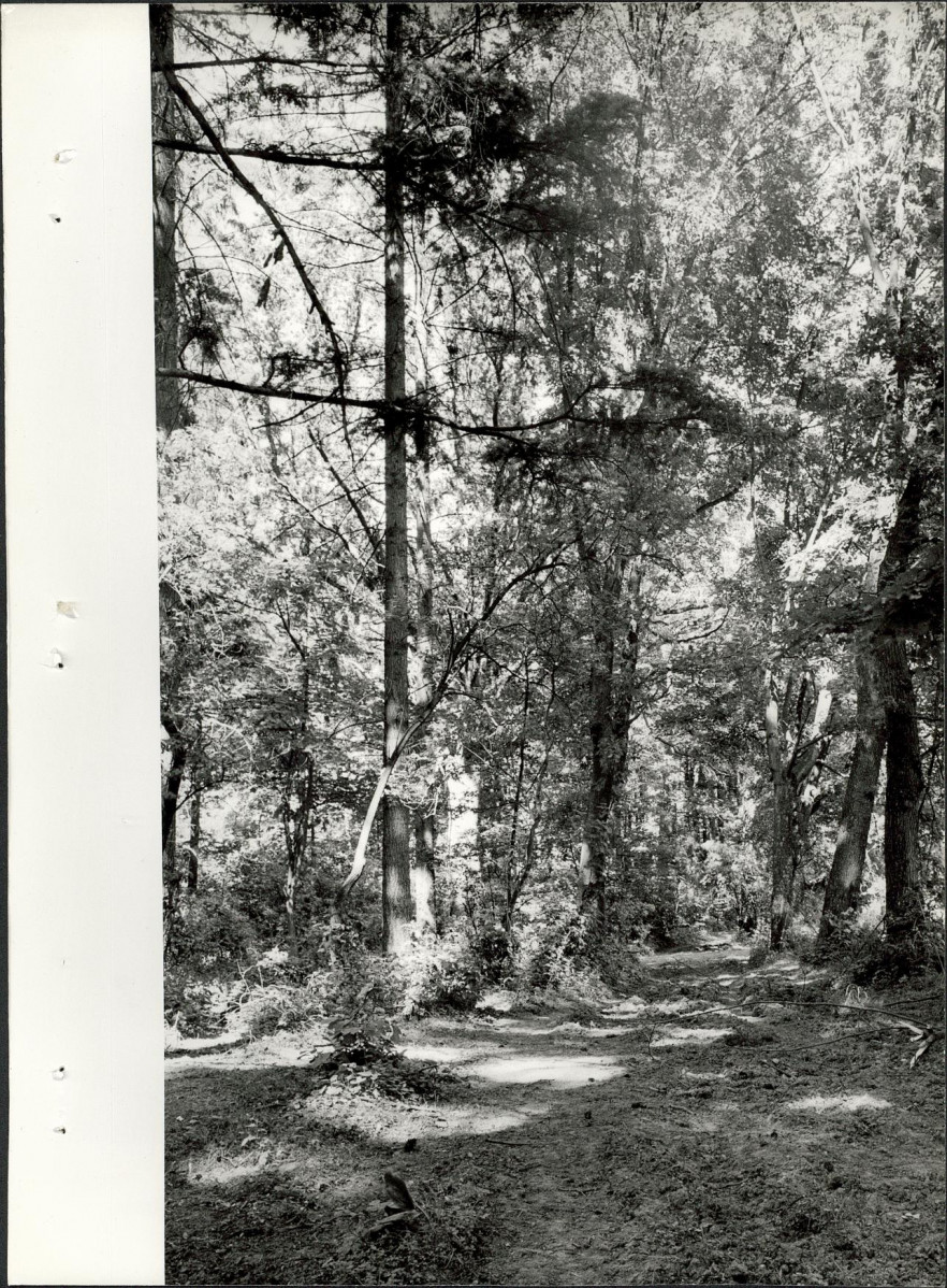 Ewidencja parkowa, skan nr 26
