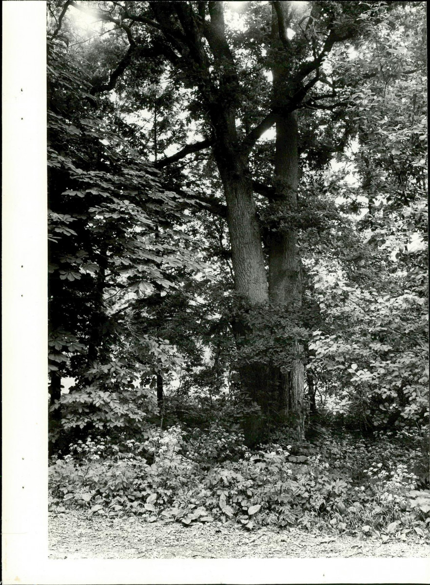 Ewidencja parkowa, skan nr 26