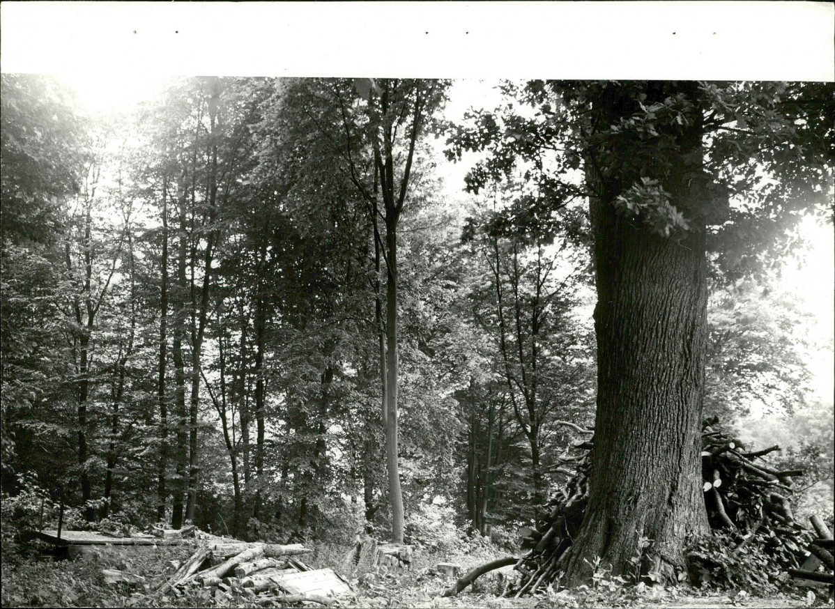 Ewidencja parkowa, skan nr 20