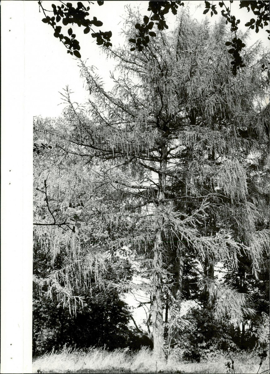 Ewidencja parkowa, skan nr 19