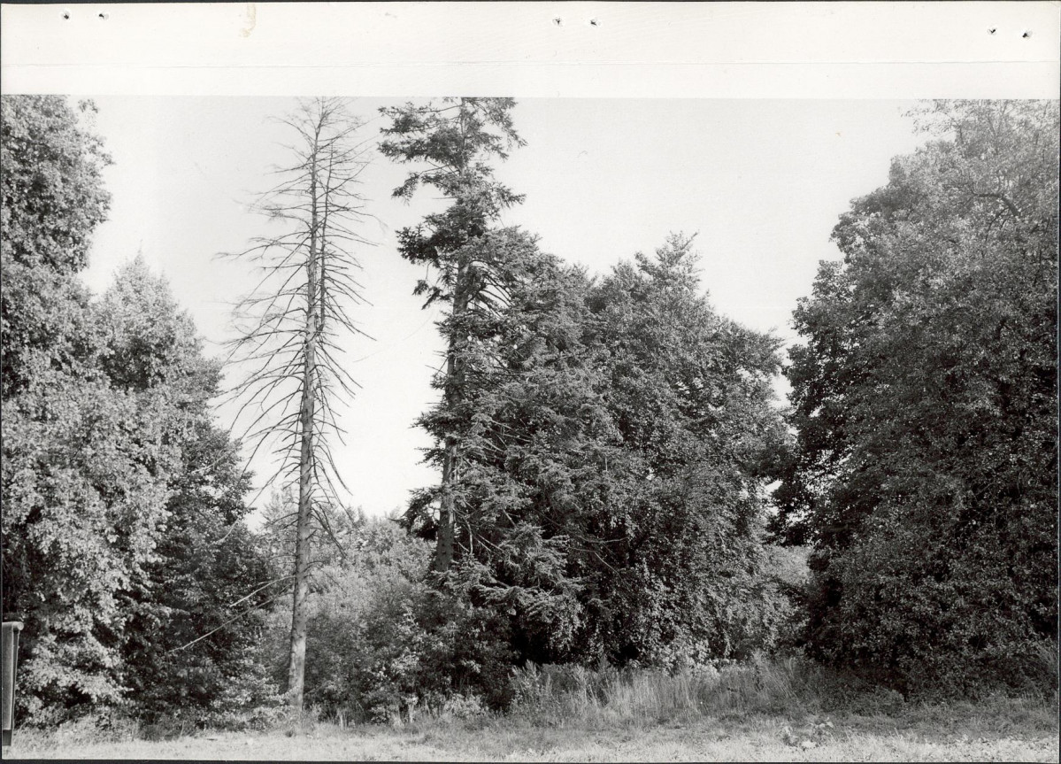 Ewidencja parkowa, skan nr 23