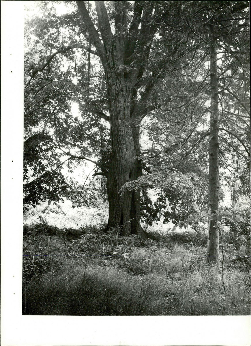 Ewidencja parkowa, skan nr 22