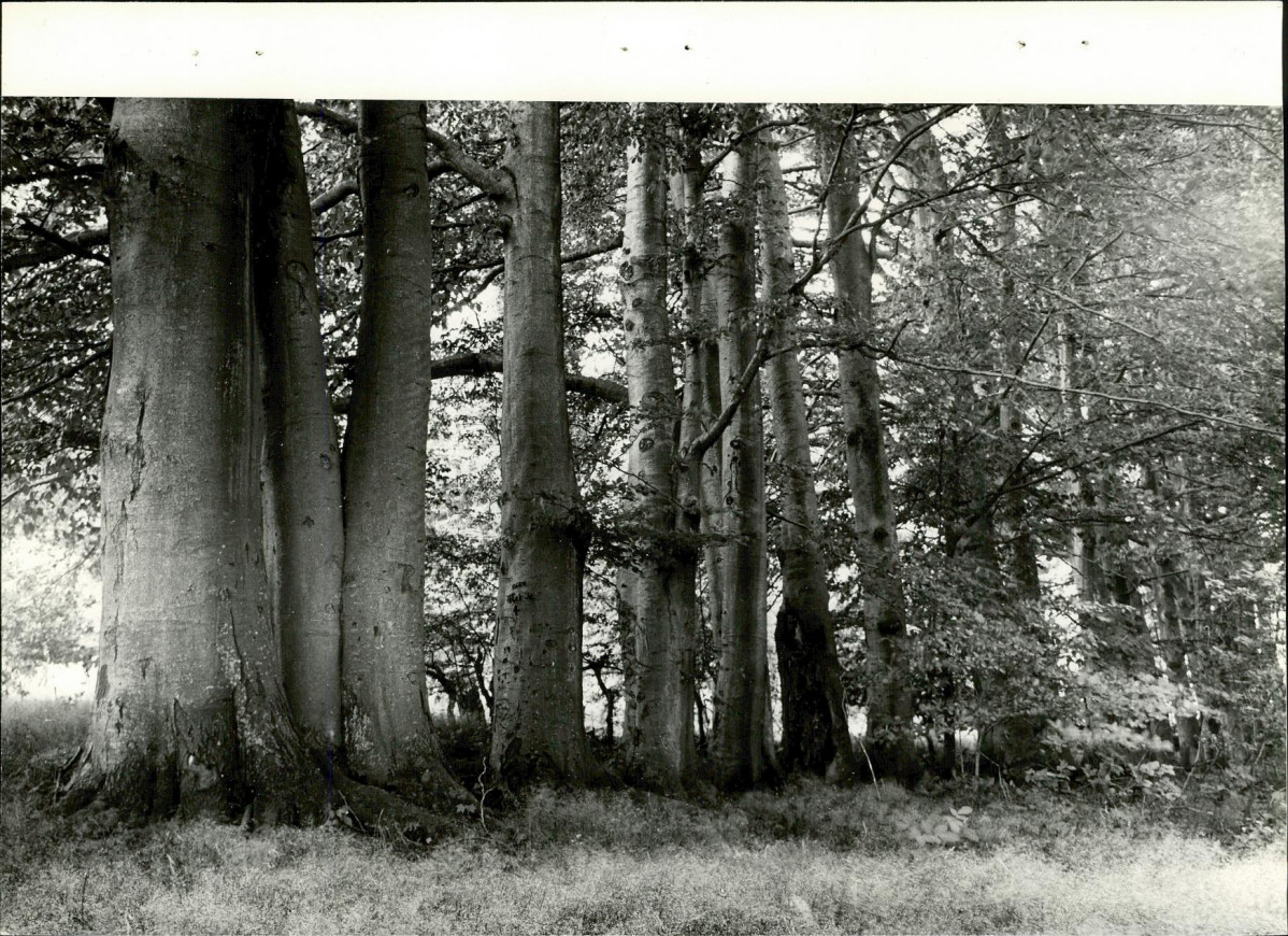 Ewidencja parkowa, skan nr 24